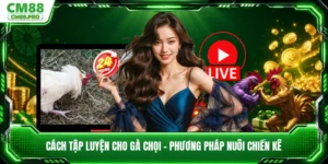 Cách Tập Luyện Cho Gà Chọi - Phương Pháp Nuôi Chiến Kê