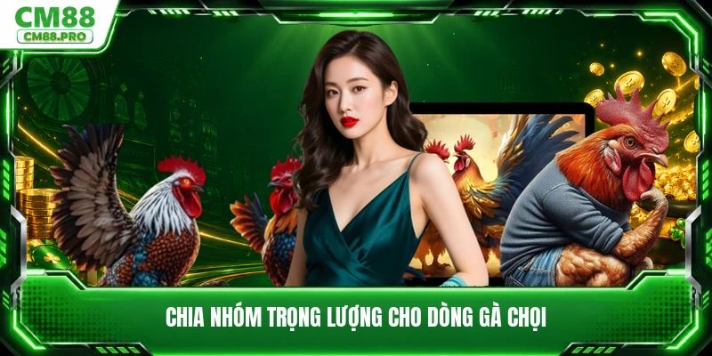 Chia nhóm trọng lượng cho dòng gà chọi