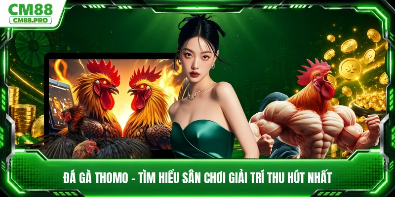 Đá Gà Thomo - Tìm Hiểu Sân Chơi Giải Trí Thu Hút Nhất