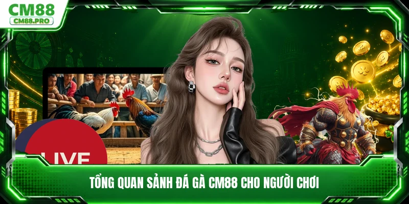 Tổng quan sảnh đá gà CM88 cho người chơi